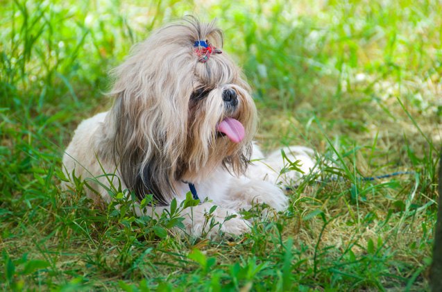 top 10 dog breeds with allergies