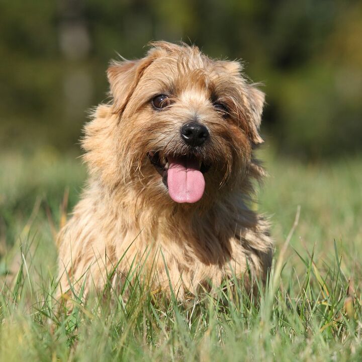 norfolk terrier