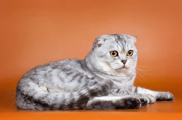 scottish fold