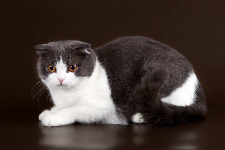 scottish fold