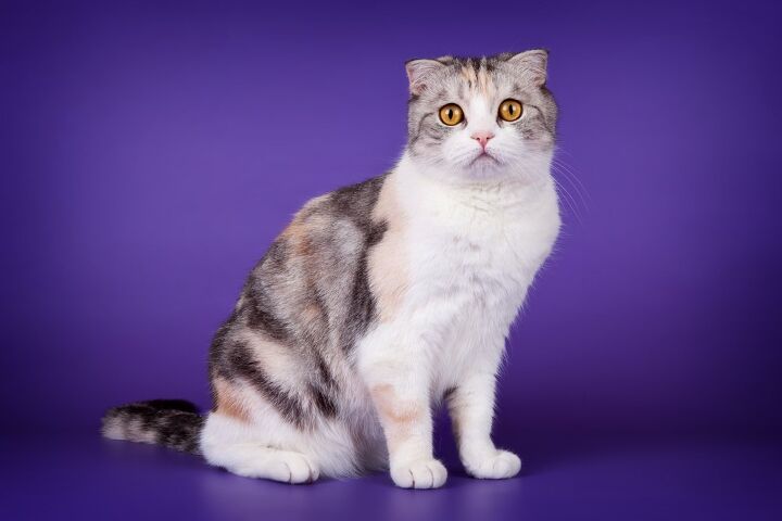 scottish fold