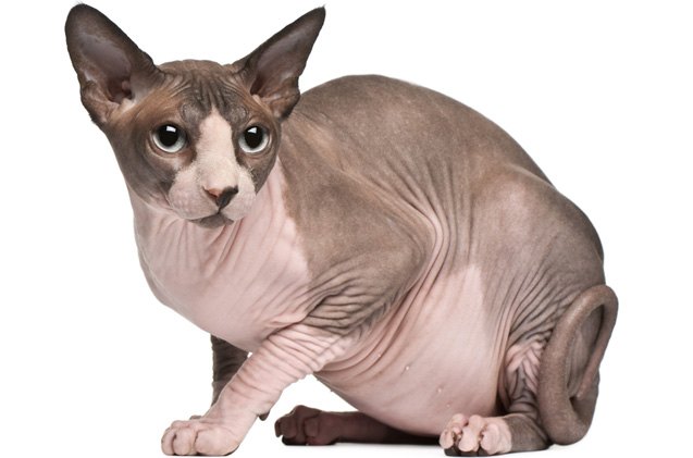 sphynx