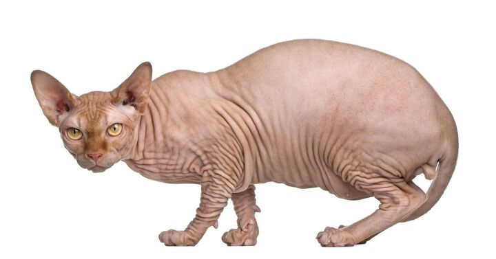 sphynx