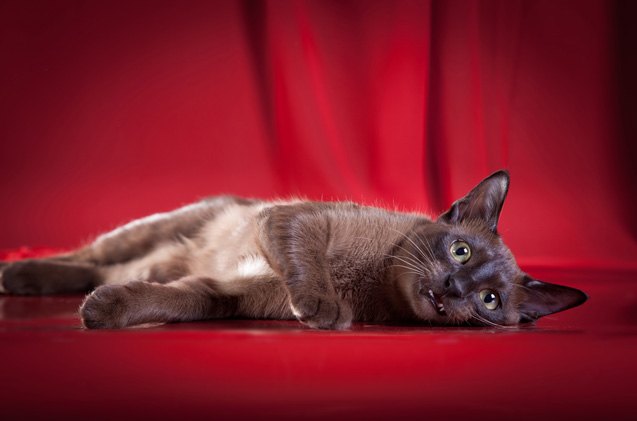 tonkinese