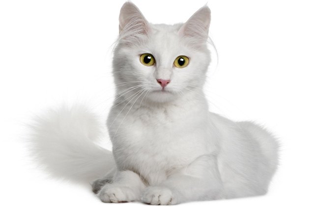 turkish angora