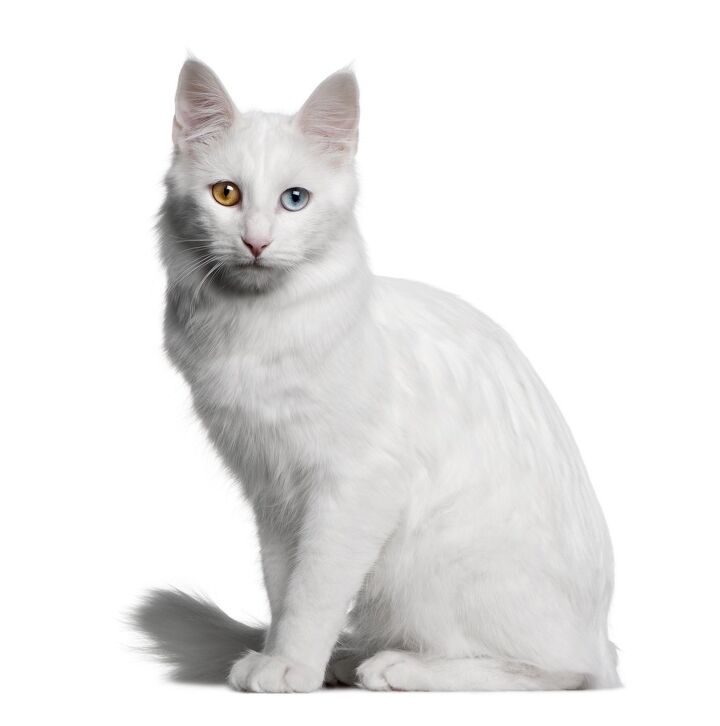 turkish angora