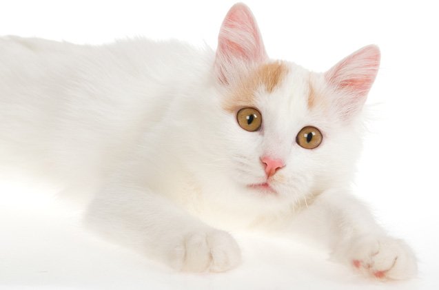 turkish van