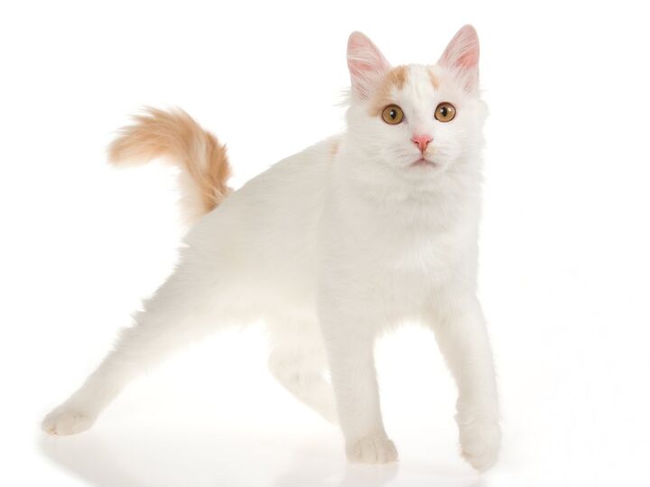 turkish van