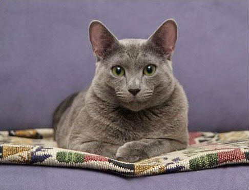 russian blue