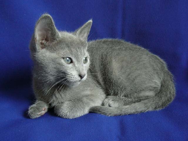 russian blue