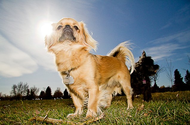 tibetan spaniel