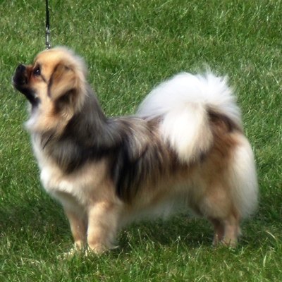 tibetan spaniel