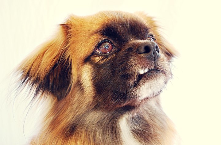 tibetan spaniel