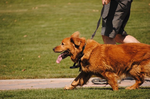 its official walking your dog helps men pick up women