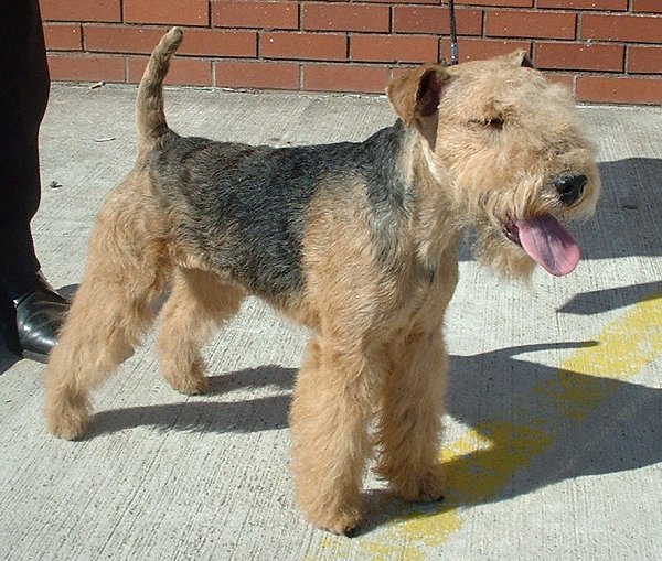 lakeland terrier