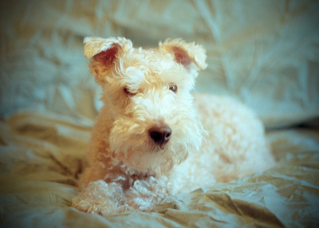 lakeland terrier