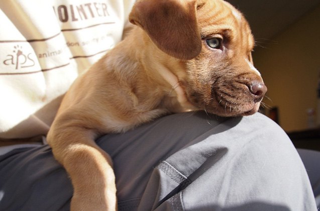 top 10 ways to puppy proof your home