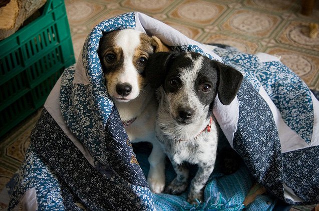 top 10 ways to puppy proof your home