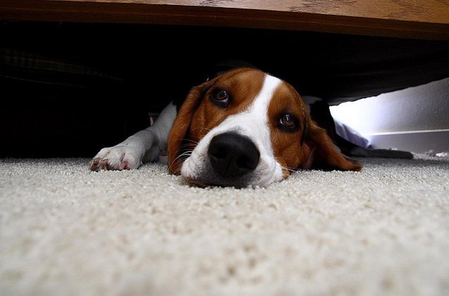 keeping your dog safe during a thunderstorm