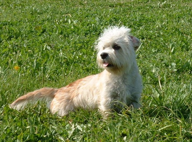 dandie dinmont terrier