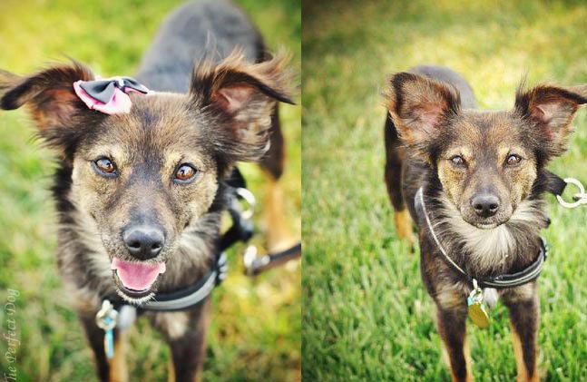 adoptable dog of the week tara