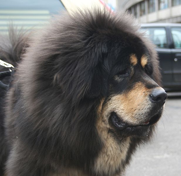 tibetan mastiff