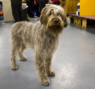 wirehaired pointing griffon