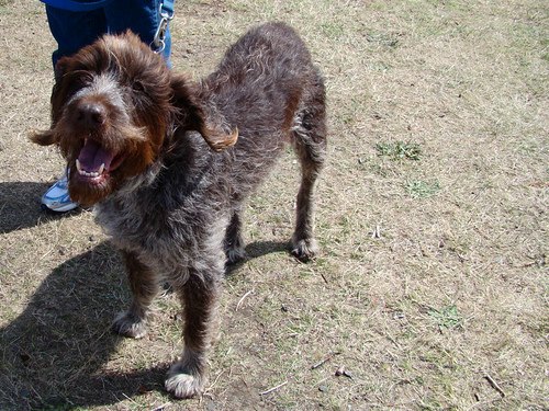 wirehaired pointing griffon