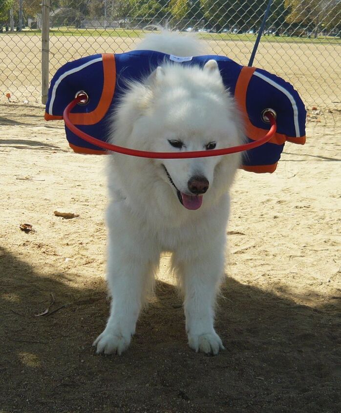 muffins halo is a fashionable guide for blind dogs