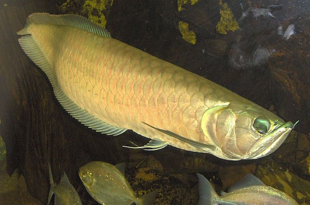 arowana