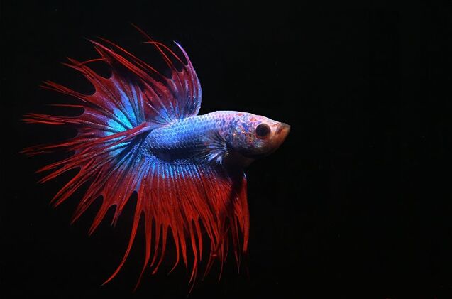 betta splenden