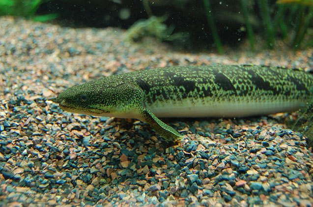 bichirs