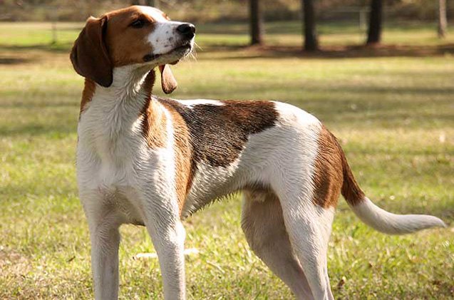 treeing walker coonhound