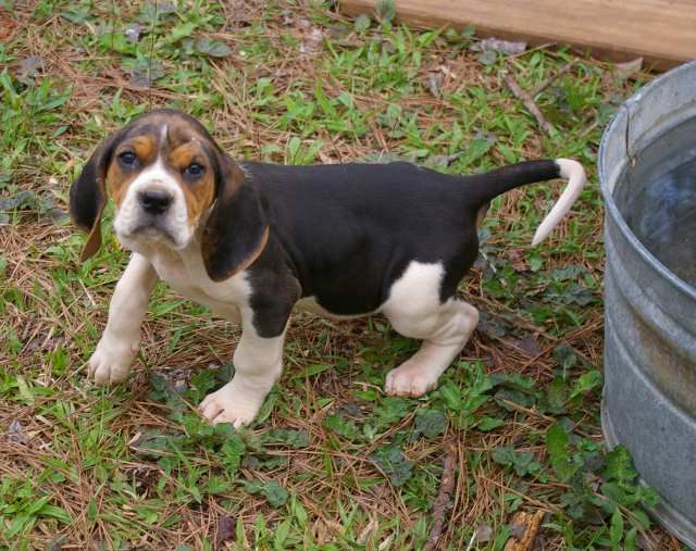 treeing walker coonhound