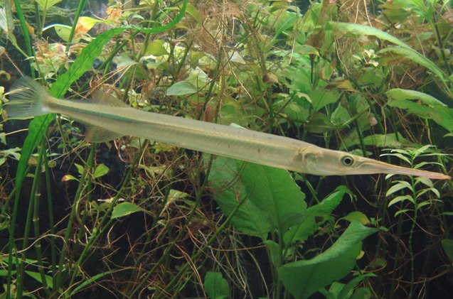 gar