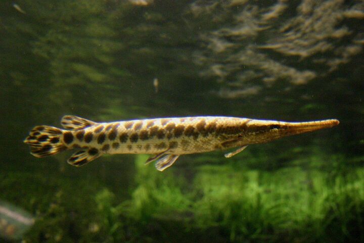 gar