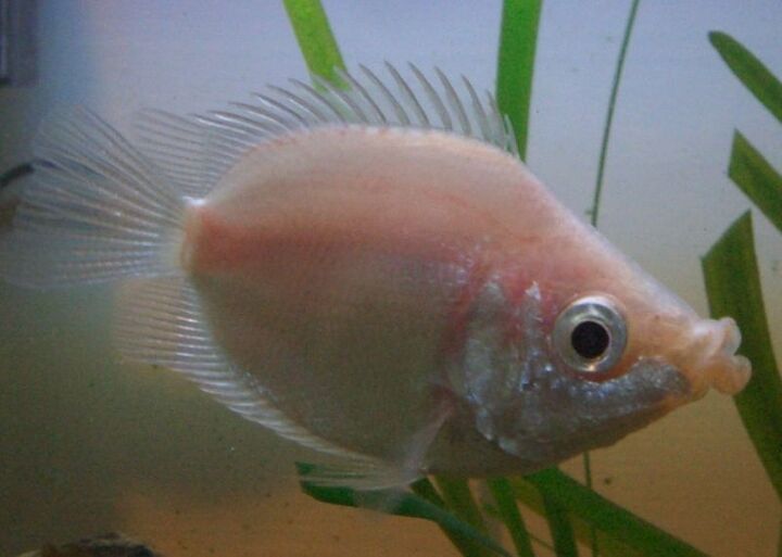 gourami