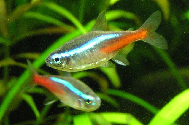 neon tetra