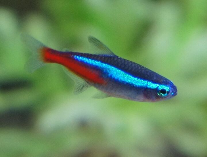 neon tetra