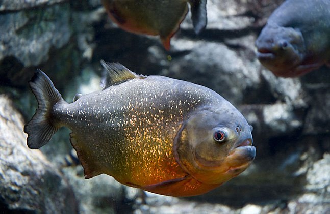 piranha