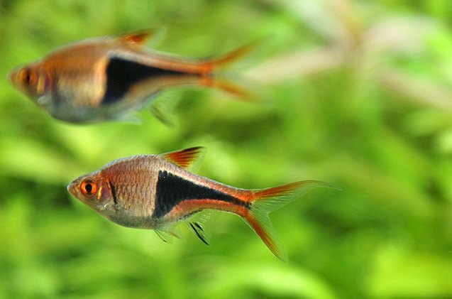 rasbora