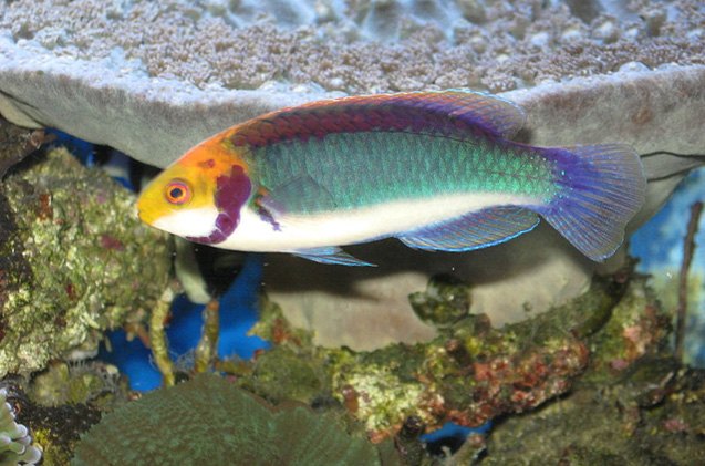 wrasse