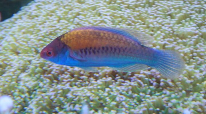 wrasse