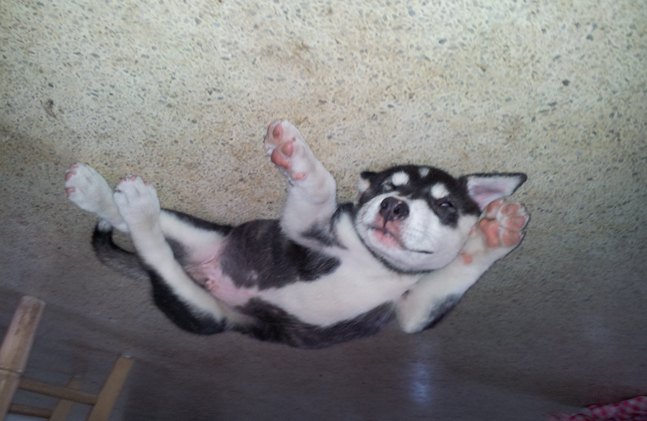 upside down dog of the week shadow