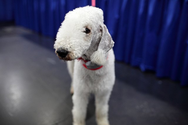 bedlington terrier