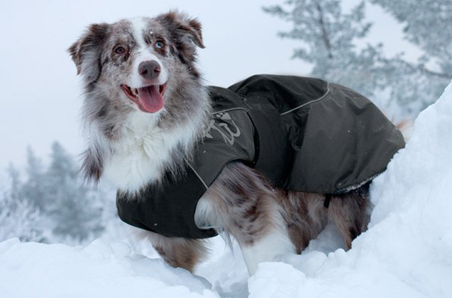 turn up the heat with winter coats for dogs