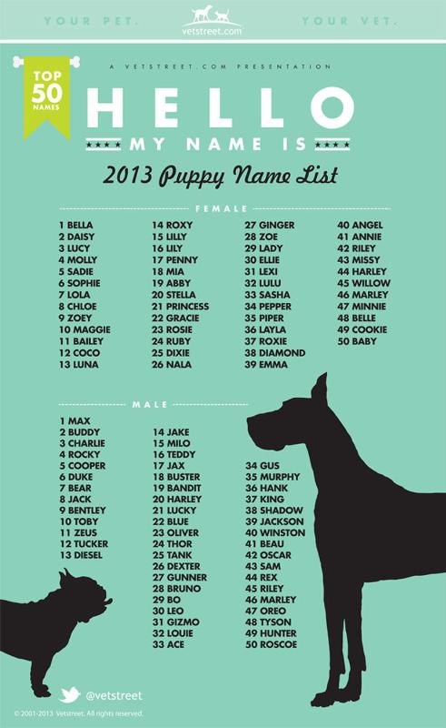 max and bella top 2013 most popular puppy names