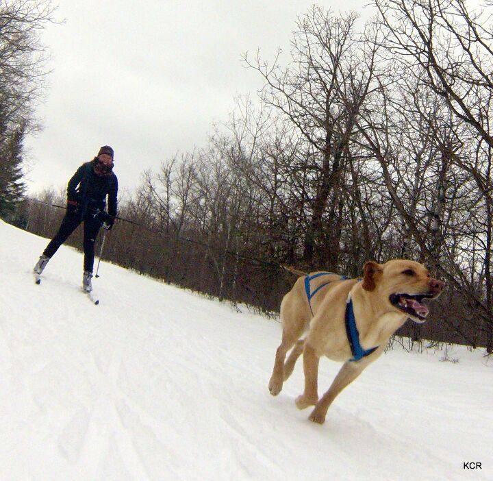 winter training tips getting started in skijoring