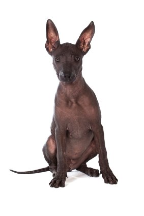 xoloitzcuintli