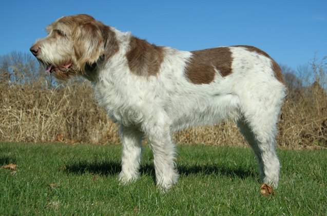 spinone italiano